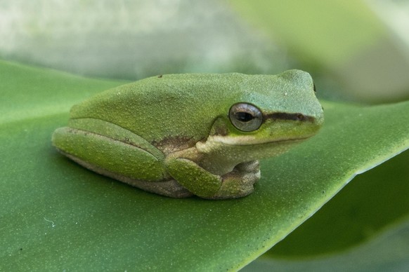 cute news animal tier frosch

https://imgur.com/t/australian_wildlife/OTtxb3p