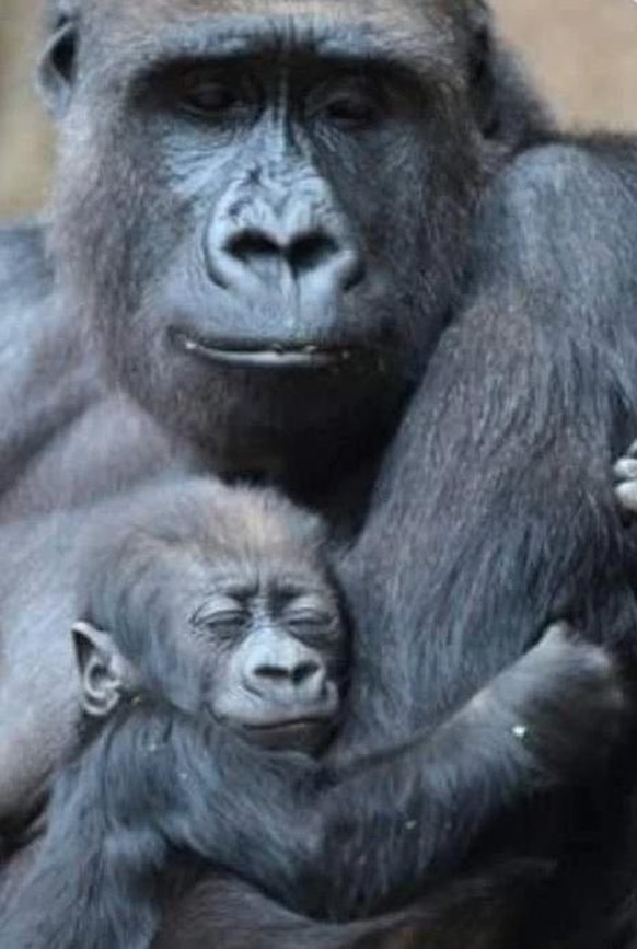 Cute News: Tierische Eltern und ihr Nachwuchs.