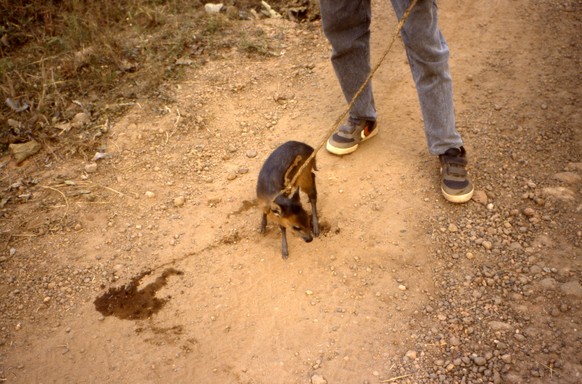 water chevrotain - December 1992, Kabala, Sierra Leone
Hirschferkel
https://www.flickr.com/photos/jaredandmelanie/4142866638