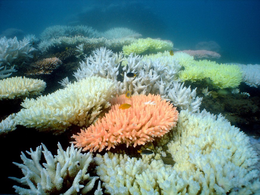 epa04664429 (FILE) An undated handout image released by the Australian Institute for Marine Science (AIMS) on 02 October 2012, shows corals at North Keppel Island on the Great Barrier Reef in Queensla ...