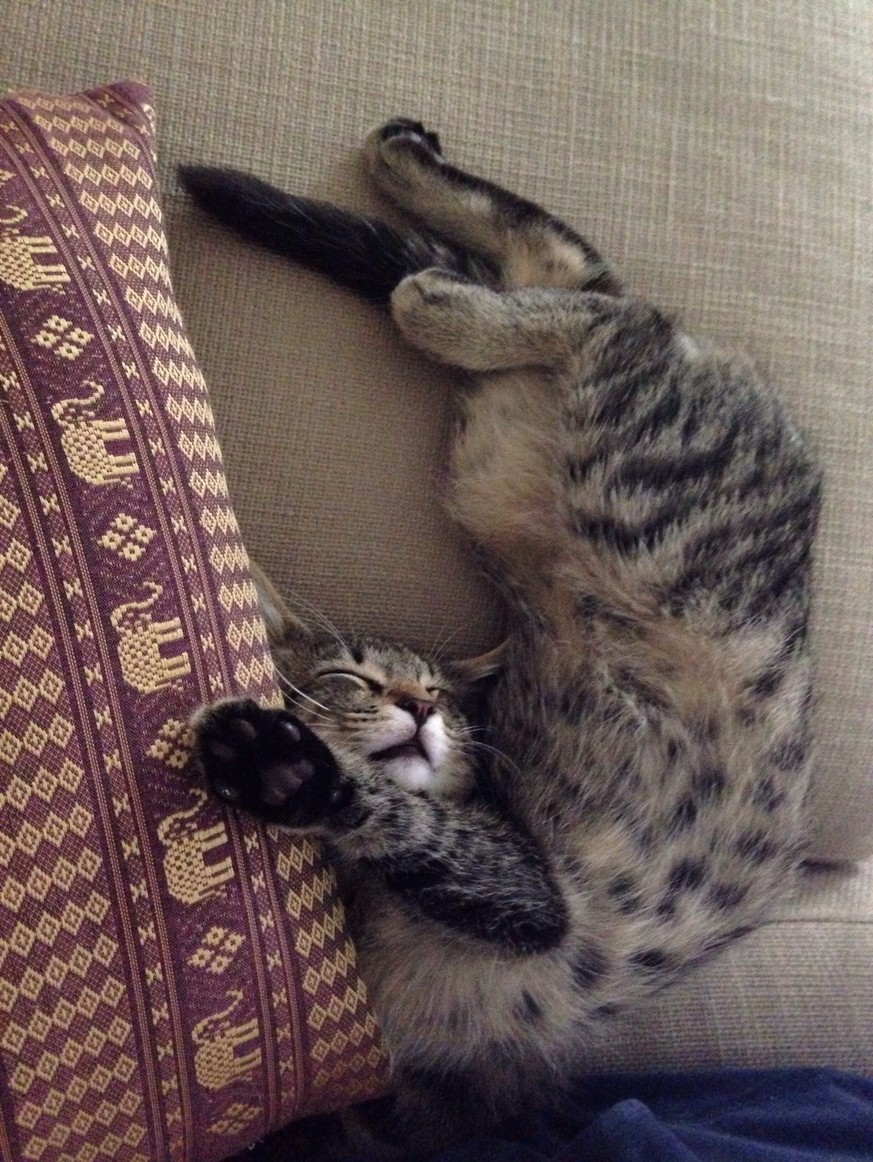 Das sind eure Katzen – und sie sind genau so müde wie wir 😴