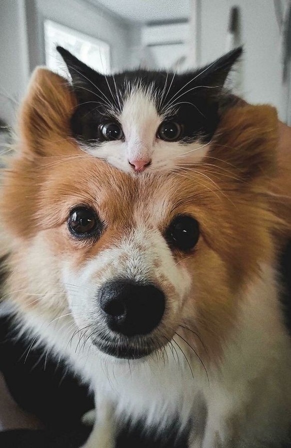 cute news tier hund katze

https://ch.pinterest.com/pin/578079302179480496/