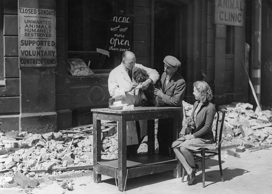 Ein Tierarzt versorgt seinen Patienten auf der Strasse, nachdem Bombenschäden ihn zur Schliessung seines Geschäfts gezwungen haben, 1944.