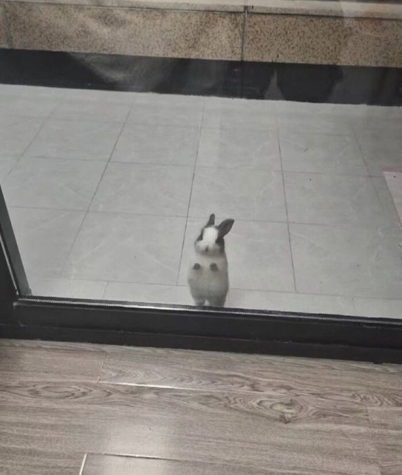 Cute News: Kleine Tiere