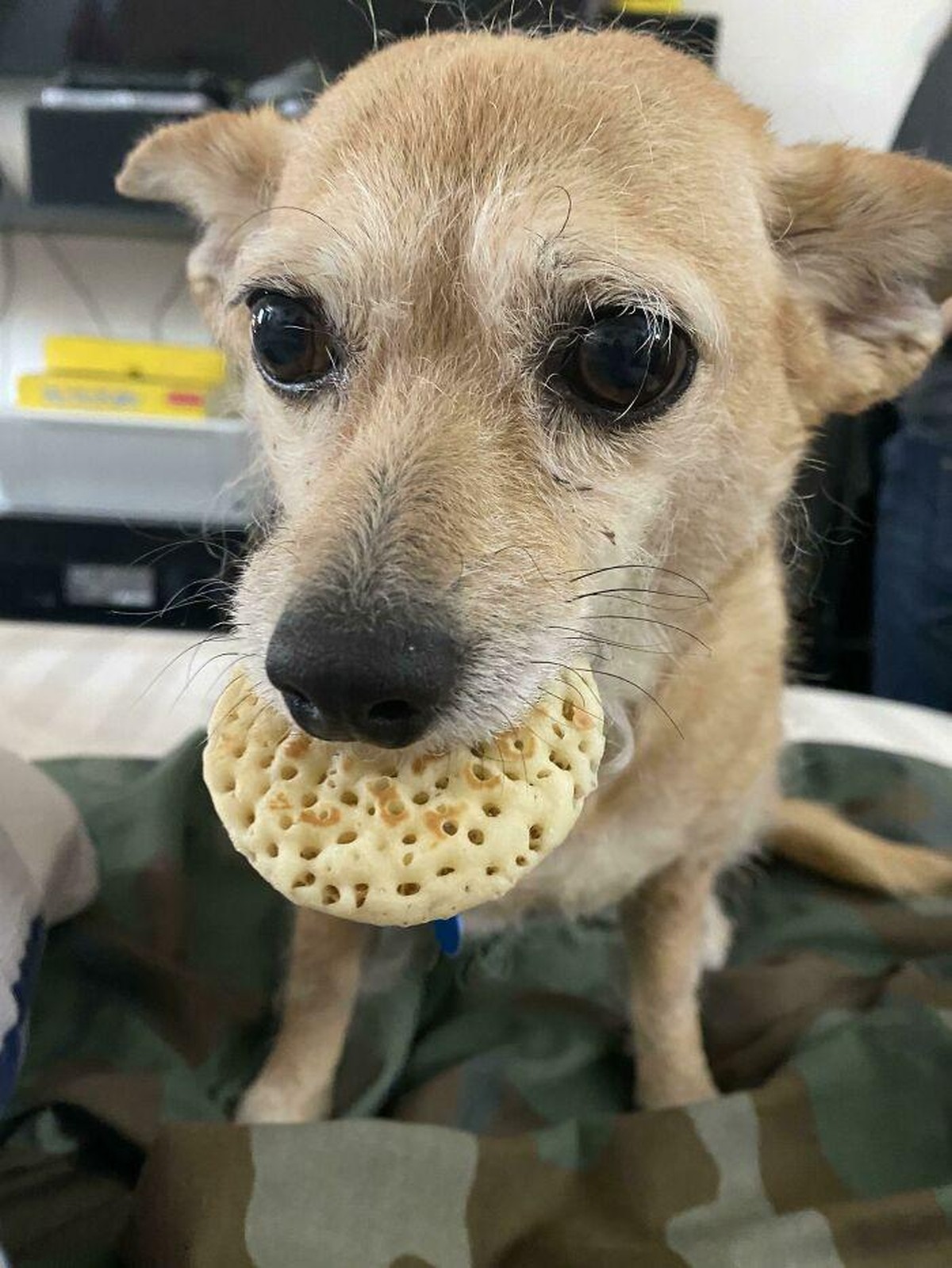 cute news tier animal 

https://www.boredpanda.com/pets-caught-stealing-food/
