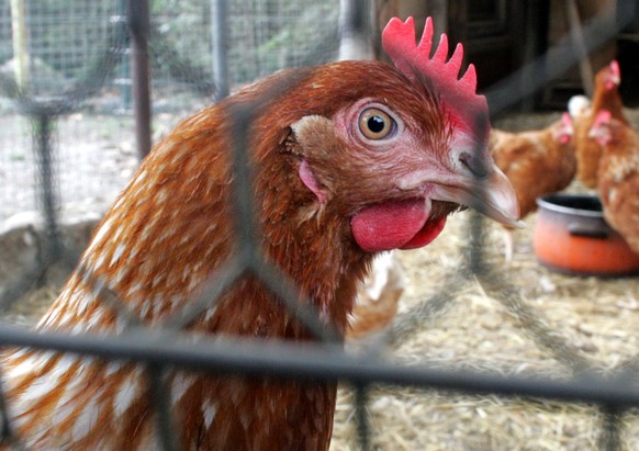 Ein Hahn steht am Freitag, 21. Oktober 2005 auf einem Bauernhof am Stadtrand von Berlin in einem Kaefig. In Deutschland gilt zum Schutz vor der Vogelgrippe ab Samstag eine bundesweite Stallpflicht fue ...