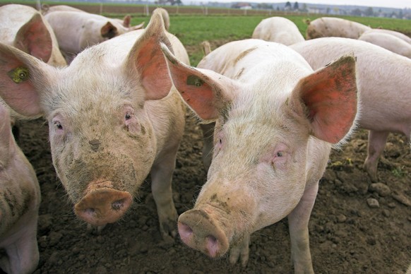 Ein Ausflug auf einen Bauernhof und Schweine beobachten – mit kleinen Kindern ein Riesenspass.
