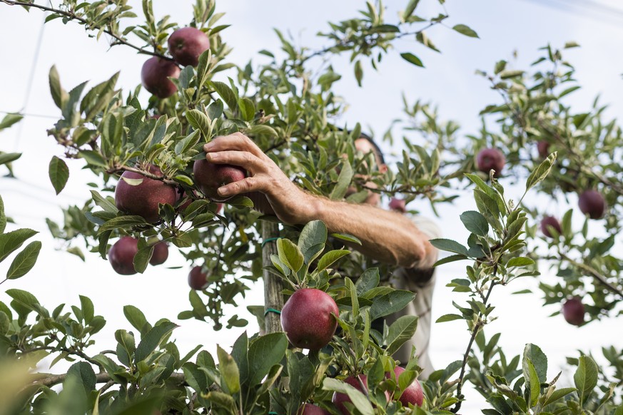 ARCHIV - ZU DEN FLANKIERENDEN MASSNAHMEN UND DER SCHWARZARBEITSBEKAEMPFUNG DURCH DIE SECO AM DIENSTAG, 12. JUNI 2018, STELLEN WIR IHNEN FOLGENDES BILDMATERIAL ZUR VERFUEGUNG - Marek harvests Braeburn  ...