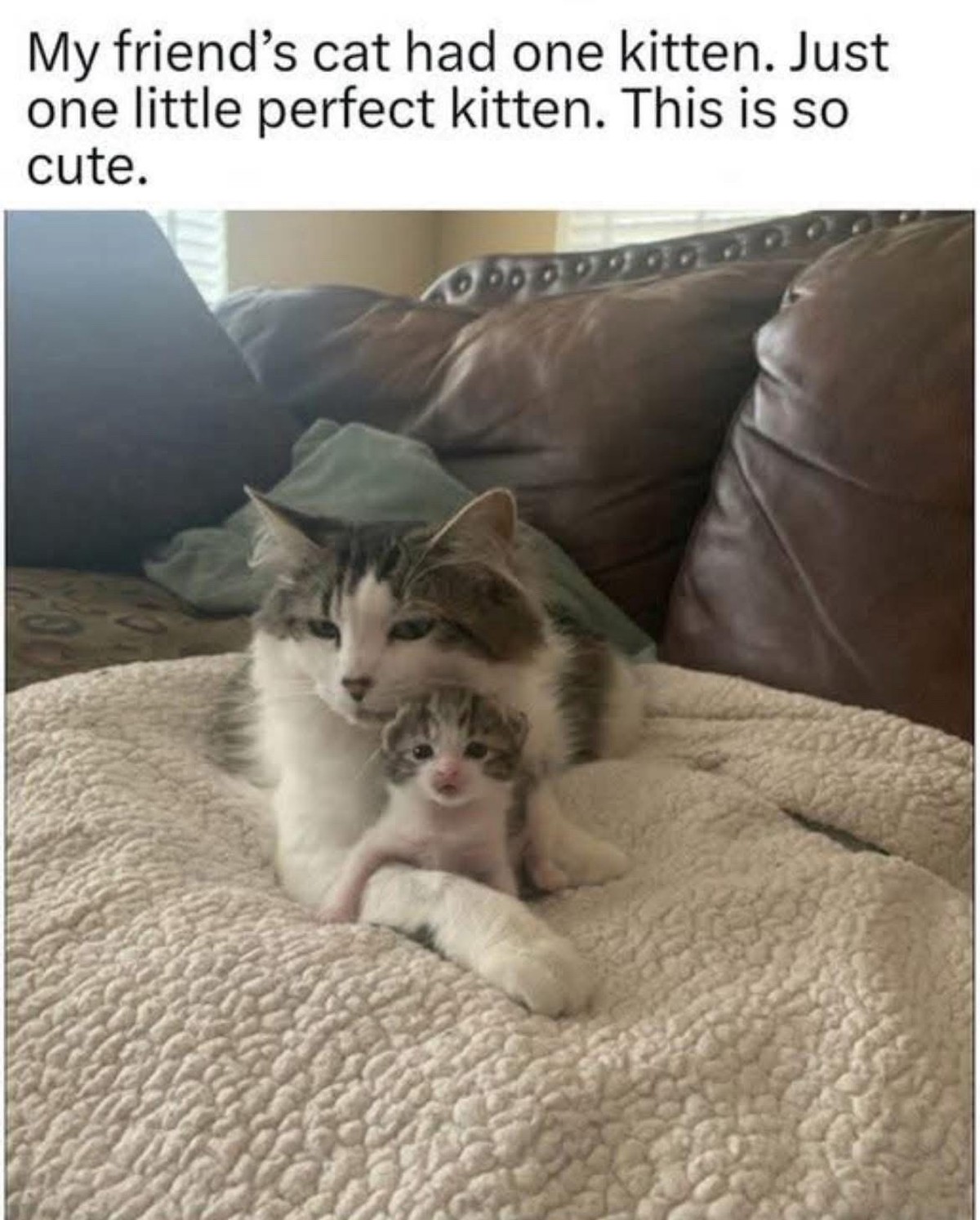 cute news tier katze

https://imgur.com/gallery/10-10-lnuDq5S#/t/aww