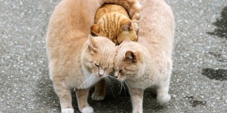 13 Katzen, die bei dir sofort für gute Laune sorgen werden