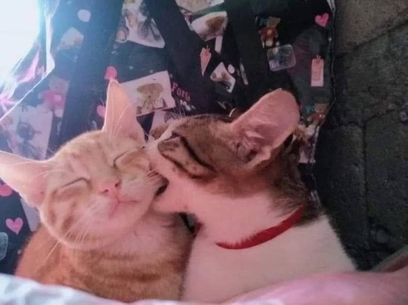 cute news tier katze

https://www.instagram.com/p/CgfqH93JvZR