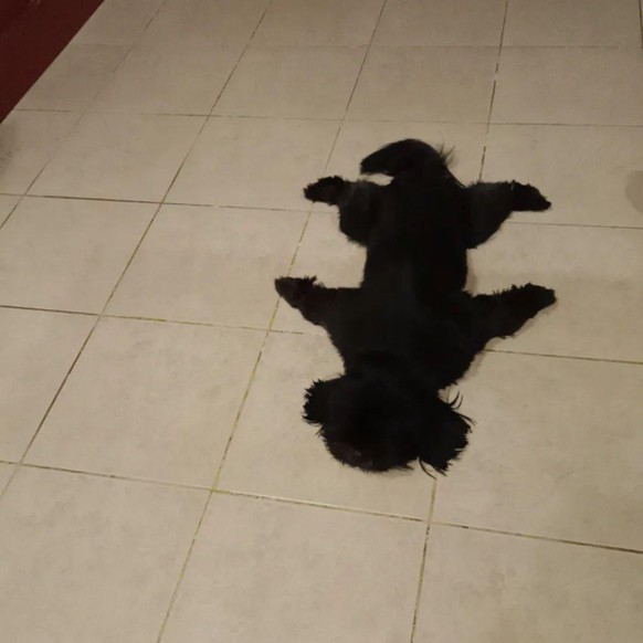 cute news tier hund

https://www.reddit.com/r/rarepuppers/comments/1mnbnp7/im_not_even_sure_if_hes_still_my_dog/