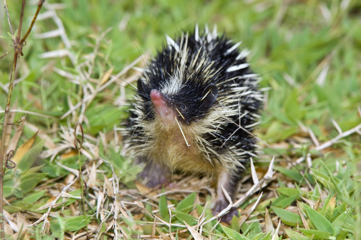 Streifentanrek Hemicentetes semispinosus, Madagaskar, Afrika *** Streifentanrek Hemicentetes semispinosus , Madagascar, Africa Copyright: imageBROKER/Therin-Weise iblthg05461572.jpg Bitte beachten Sie ...