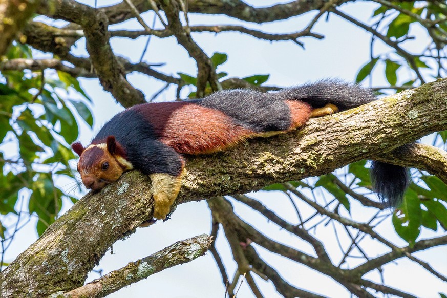 Riesenhörnchen