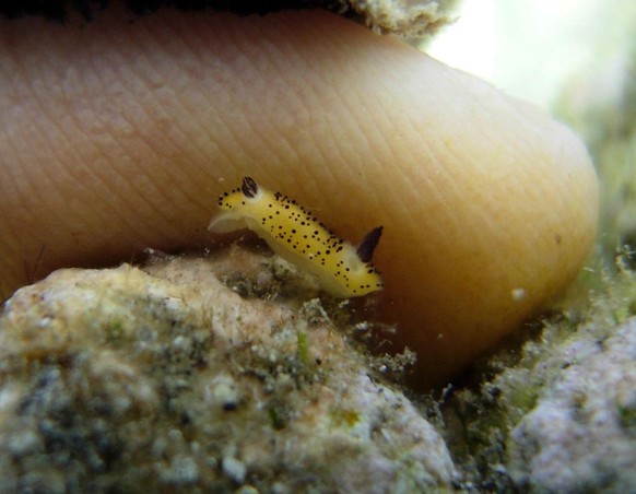 Sea Bunny