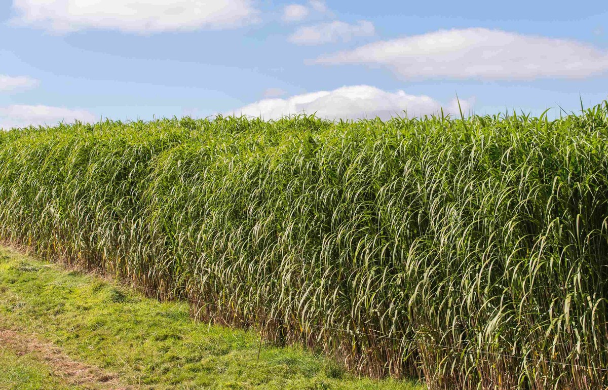 Le Miscanthus ×giganteus a de nombreuses propriété pédologiques et dépolluantes.