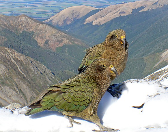 Kea