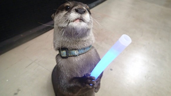 Otter mit Laserschwert.
Cute News.
http://imgur.com/gallery/Vsfmy