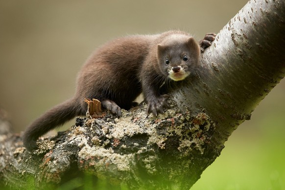 mink