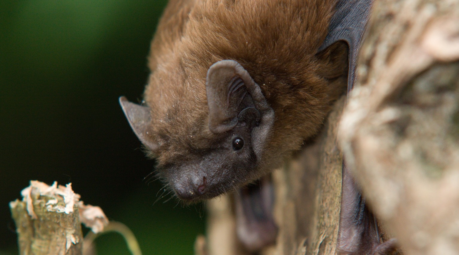 Todesfalle Windrad: Grosser Abendsegler (Nyctalus noctula).