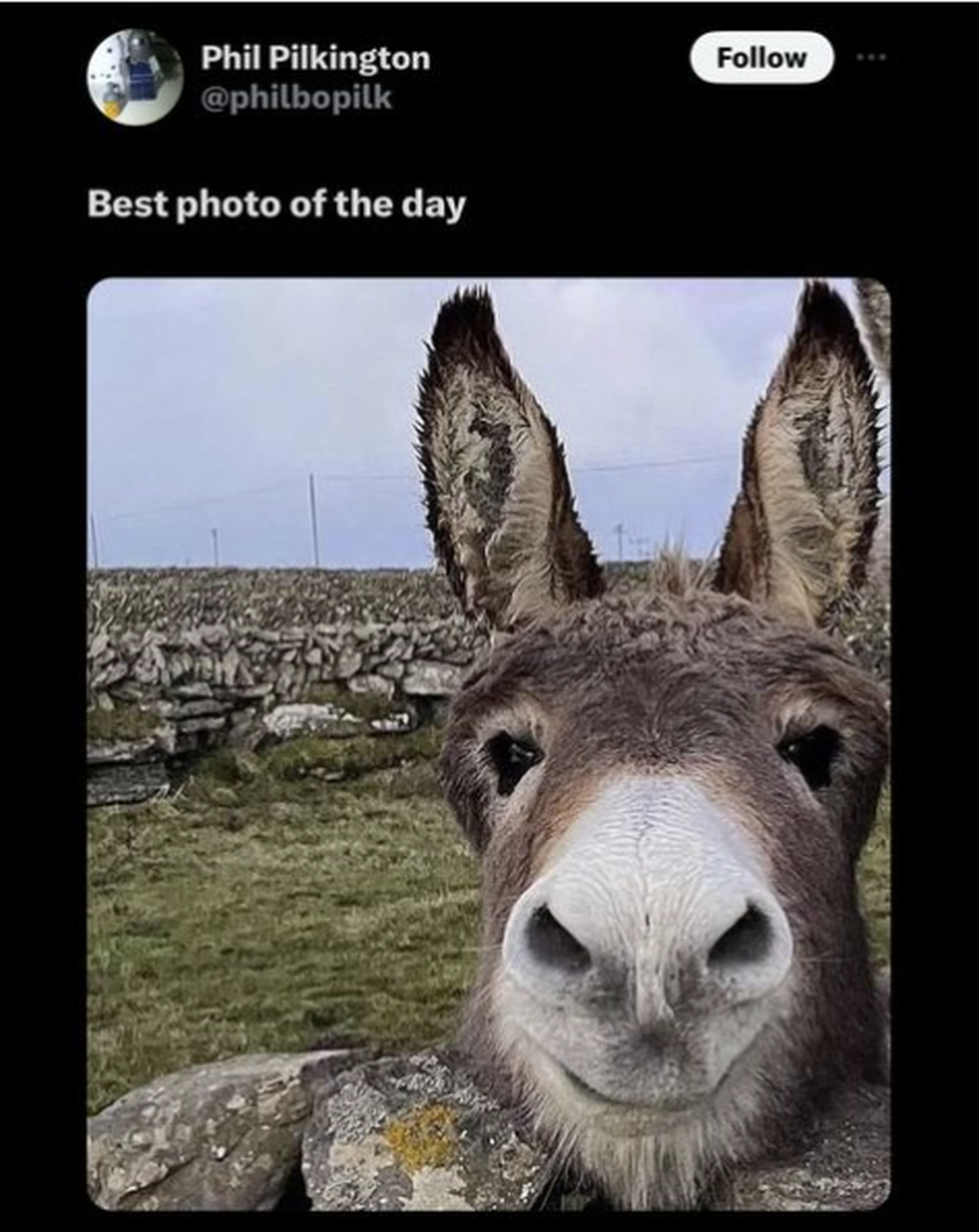 Lustiger Esel in den Cute News