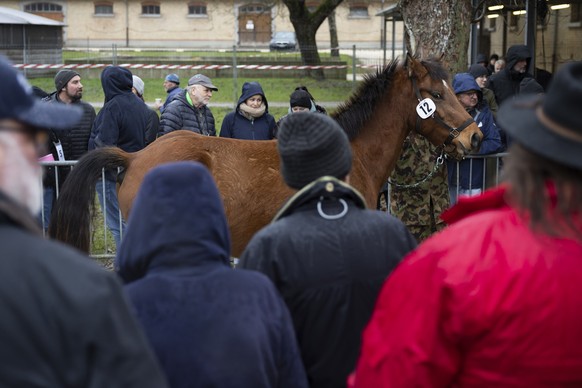 Die Freiberger Stute Zendaya de Marbot wird praesentiert, bei einer Pferde-Auktion des Amtes fuer Landwirtschaft des Kantons Solothurn, am Mittwoch, 26. November 2025, in Schoenbuehl. Ueber 30 Pferde  ...