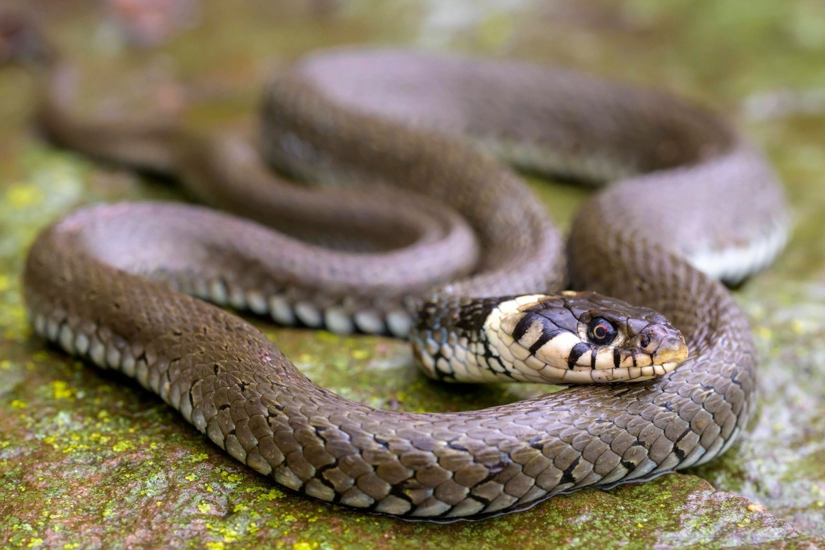 Ringelnatter (Natrix natrix), Guxhagen, Hessen, Deutschland, Europa *** Grass snake natrix natrix , Guxhagen, Hesse, Germany, Europe Copyright: imageBROKER/MarcusxSiebert ibxmcs09152163.jpg