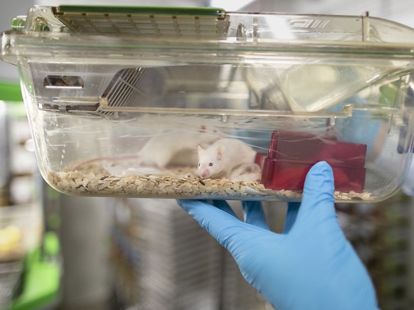 An Universitäten werden mehr Tierversuche durchgeführt als in der Pharmaindustrie. (Archivbild)