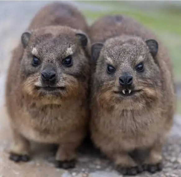 cute news tier hydrax

https://www.reddit.com/r/AIDKE/comments/1uwpm1w/rock_hydrax_procavia_capensis/