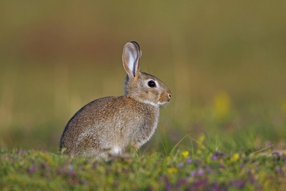 Junges Wildkaninchen Oryctolagus cuniculus, Kaninchen auf einer Wiese sitzend *** Young one Wild Rabbit Oryctolagus cuniculus , Rabbit at a Meadow sitting Copyright: imageBROKER/alimdix/xArterrax/xSve ...