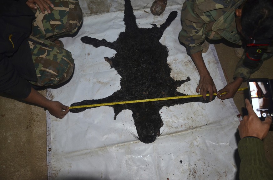 In this Feb. 4, 2018, photo released by the Thailand Department of National Parks, Wildlife and Plant Conservation, officials measure the pelt of a black panther in the Thungyai Naresuan Wildlife Sanc ...