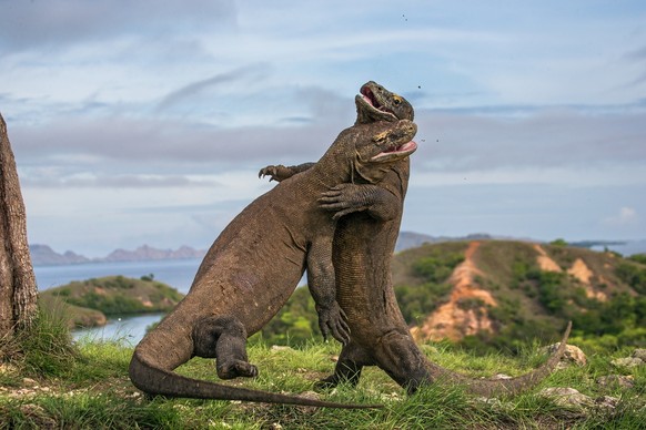 komodo komododrachen komodowaran