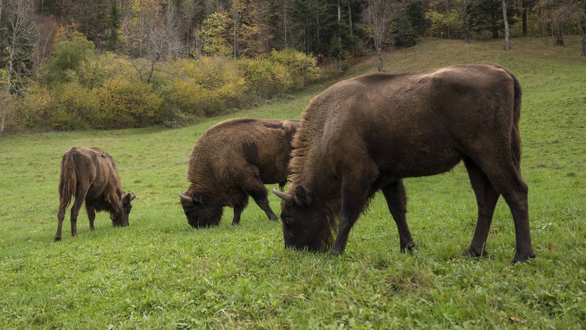 epa10283537 European bisons are photographed in a 50 hectares enclosure of the "Projekt Wisent Thal", in Welschenrohr, Switzerland, 03 November 2022. After seven weeks of stay, the acclimati ...