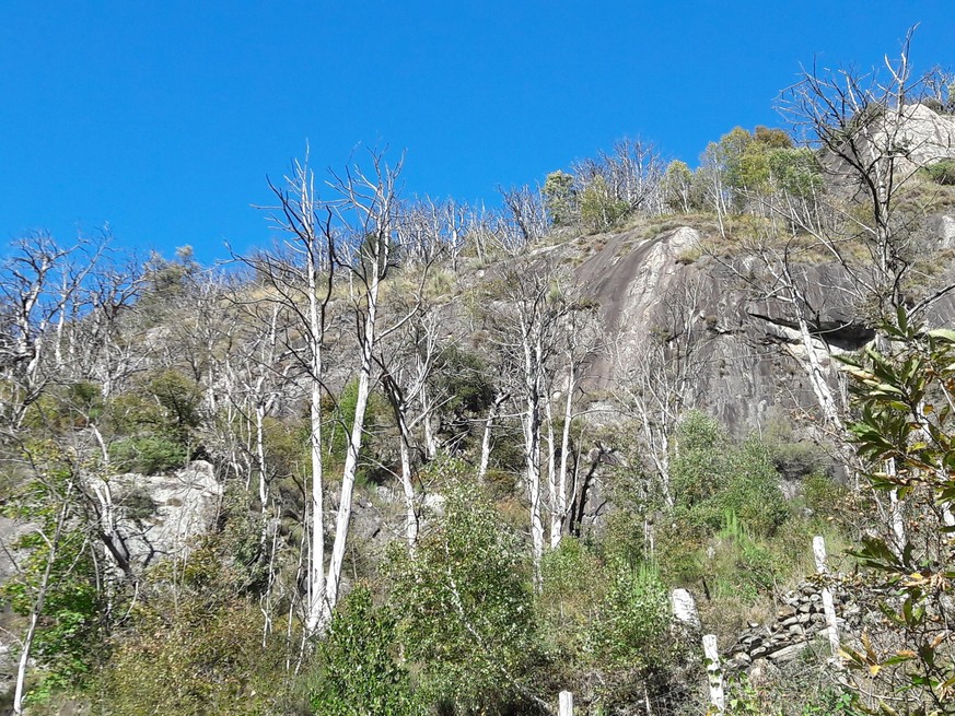 Kastanienwälder Tessin Kastaniensterben Tote Kastanien im Maggiatal