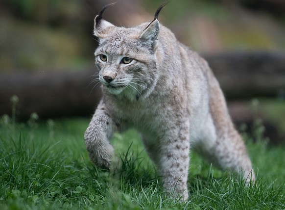 Mutmasslich ein Luchs hat am Niesen im Berner Oberland elf Schafe gerissen. (Themenbild)