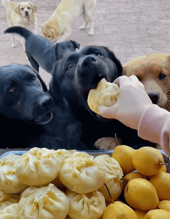 Animiertes GIF