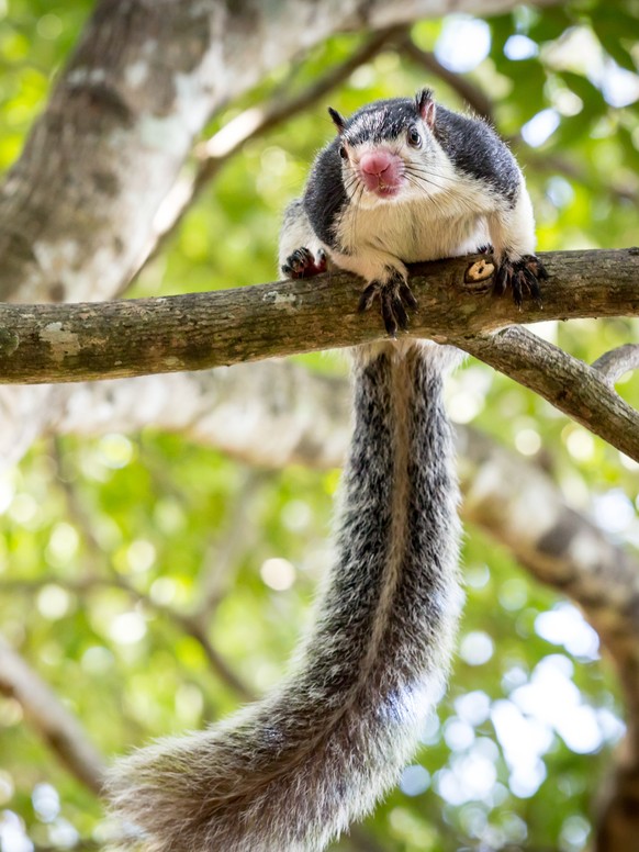 Sri-Lanka-Riesenhörnchen