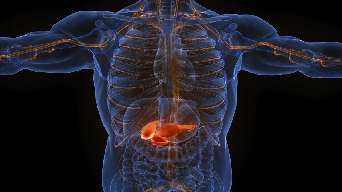3D Illustrationskonzept der menschlichen inneren Organe Bauchspeicheldr�se mit Gallenblasenanatomie 3D Illustration Concept of Human Internal Organs Pancreas with Gallbladder Anatomy Copyright: imageB ...