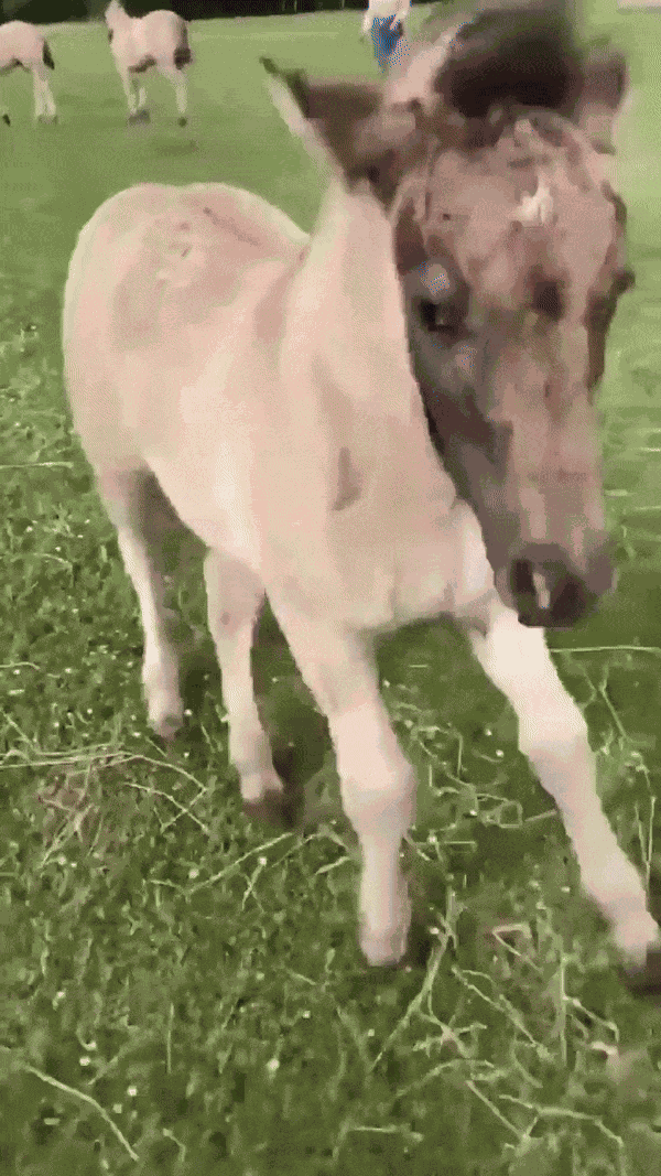 Animiertes GIF