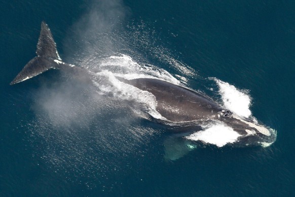 FILE - This image provided by NOAA shows a North Atlantic right whale in the waters off New England on May 25, 2024. (NOAA via AP, File)
Right Whale Deaths