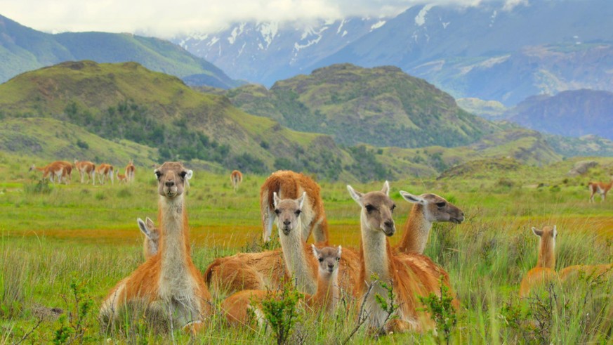 Four adult guanacos and a young calf lie down in a field of tall grass looking toward the camera in front of a green mountain range in Patagonia National Park in Chile in “Our Great National Parks.