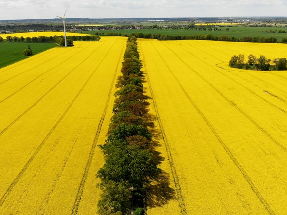 24.05.2021, Brandenburg, Wentow: Der Raps bl