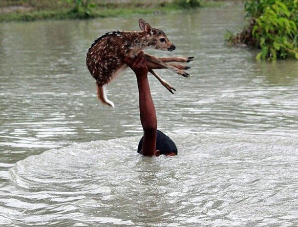 Tierrettung Hochwasser Flut