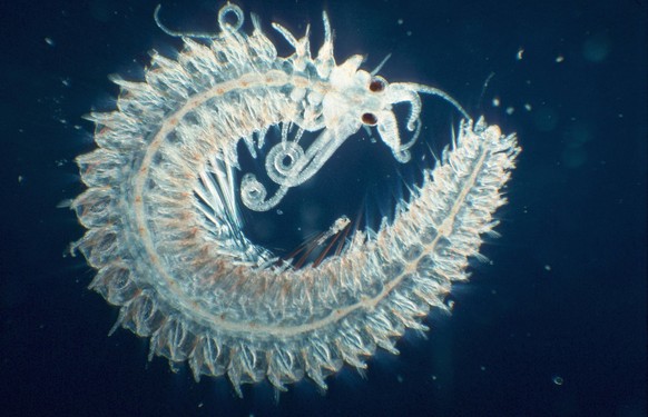 Bildnummer: 56023998 Datum: 06.06.2003 Copyright: imago/blickwinkel
borstenwurm (typosyllis armillaris). worm (typosyllis armillaris). blws003829 kbdig 2003 quer tier tiere ringelwurm ringelw