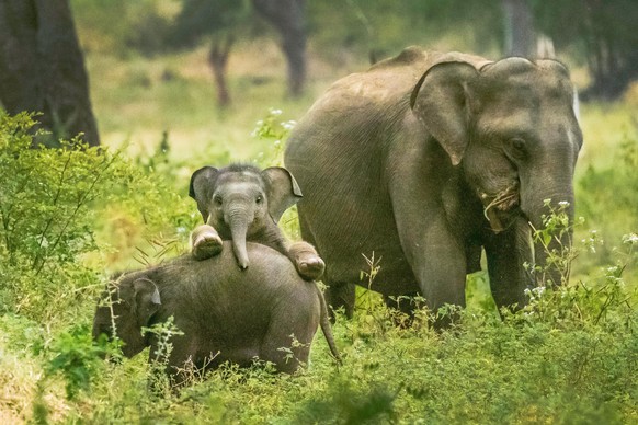 cute news animal tier elefant

https://www.reddit.com/r/Elephants/comments/s1r9o0/they_are_playing/