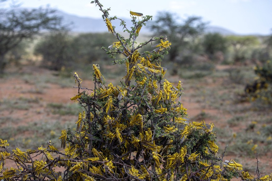 epa08155333 A handout photo made available by the United Nations Food and Agriculture Organization (FAO) shows desert locusts sitting on a tree in Lekiji, Samburu East, Kenya, 21 January 2020 (issued  ...