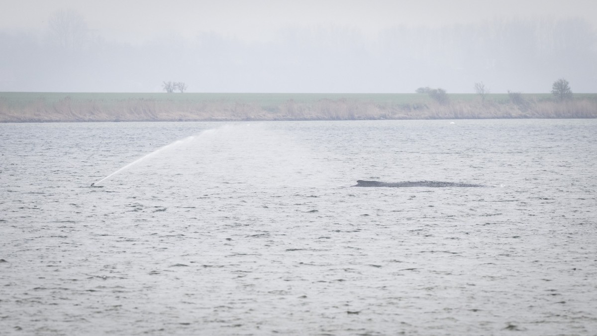 13.04.2026, Mecklenburg-Vorpommern, Poel: Der Buckelwal liegt weiterhin vor der Insel Poel. Der vor Poel gestrandete Buckelwal bleibt in einem gesundheitlich schlechtem Zustand. Das Umweltministerium  ...