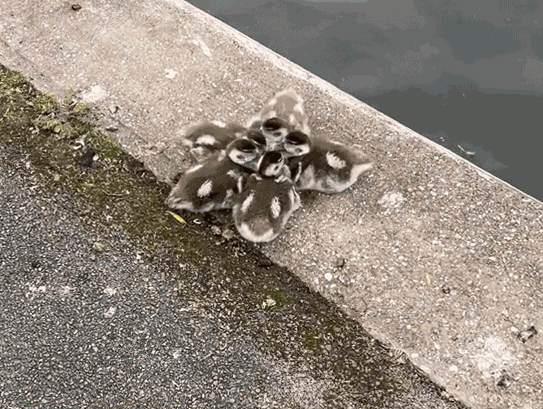 Animiertes GIF