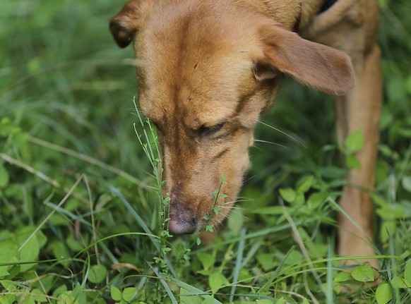 Nach dem Tod ihrer Hunde steht eine Hundebesitzerin in Burgdorf vor Gericht (Themenbidl).