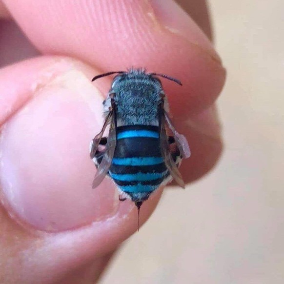 Normale Tiere und andere Dinge in besonderen Farben und darum von besonderer Schönheit.